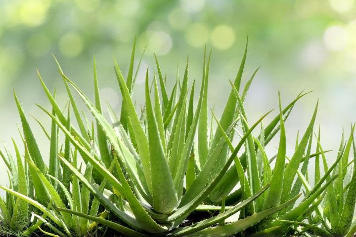 organic aloe vera plants Organic Aloe Vera, Aloe, aloe barbadensis, cactus, succulent, live pla – Desert Noir