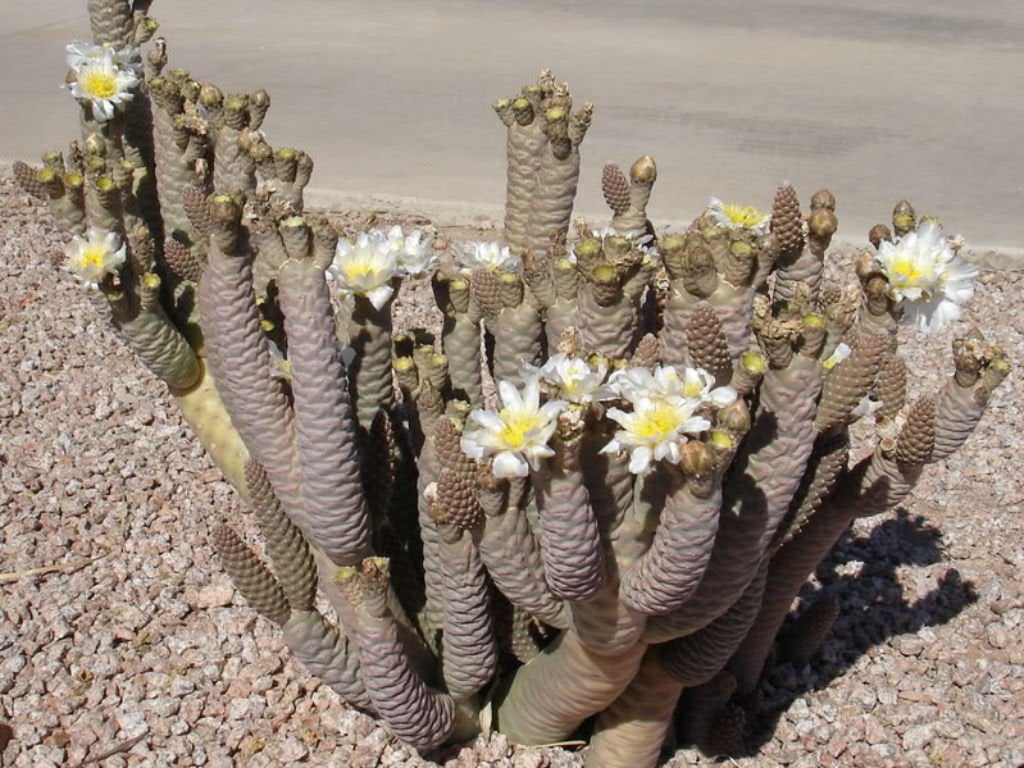 pine cone plant succulent Tephrocactus articulatus v inermis, Pine Cone Cactus, Cactus, succulen – Desert Noir