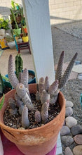Load image into Gallery viewer, Tephrocactus articulatus v inermis, Pine Cone Cactus, Cactus, succulent
