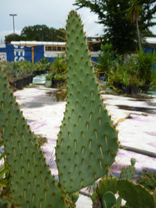 cow's tongue prickly pear cactus Opuntia Linguiformis, cows tongue prickly pear, cactus, succulent – Desert Noir
