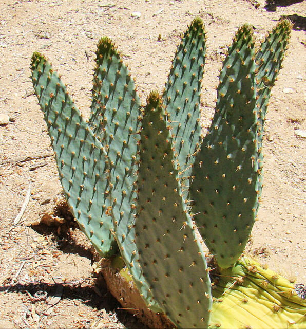 cow's tongue succulent Opuntia Linguiformis, cows tongue prickly pear, cactus, succulent – Desert  Noir