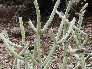 Pencil Cholla, Cylindropuntia ramosissima, cactus, succulent