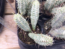 Load image into Gallery viewer, Euphorbia mammillaris variegata, Indian Corn Cob Catus, cactus, succulent, live plant
