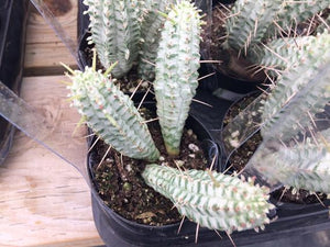 Euphorbia mammillaris variegata, Indian Corn Cob Catus, cactus, succulent, live plant