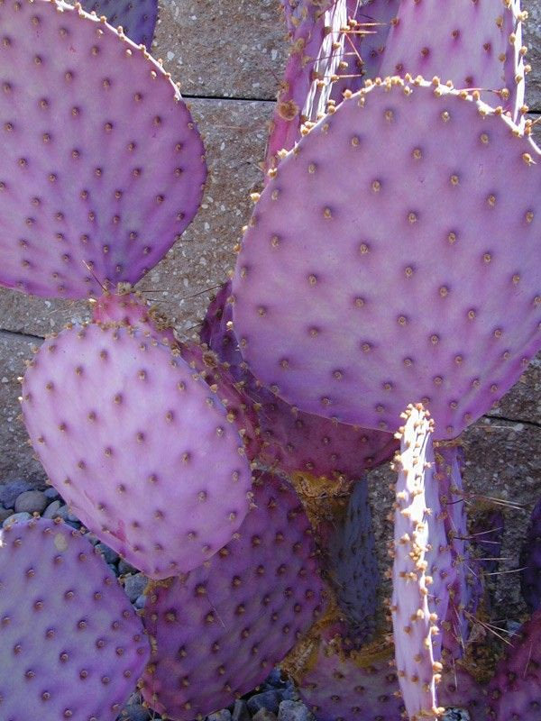 purple prickly pear cactus for sale Opuntia Santa Rita - purple prickly pear