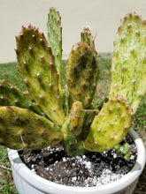 Load image into Gallery viewer, Opuntia Sunburst Cactus, opuntia, cactus, succulent, live plant, cactus cutting
