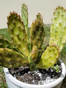 Opuntia Sunburst Cactus, opuntia, cactus, succulent, live plant, cactus cutting