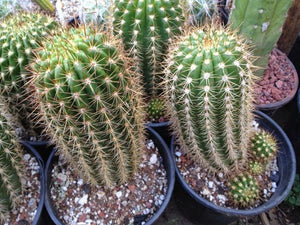 Trichocereus Grandiflorus Hybrid, Echinopsis Grandiflora, cactus flower, cactus, succulent, live plant