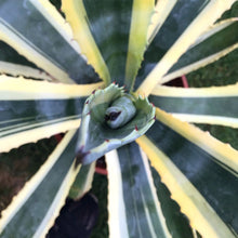 Load image into Gallery viewer, Agave Americana, Marginata, Variegated, Century Plant
