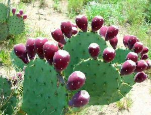 Nopal, Opuntia, prickly pear, cactus