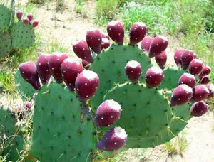 prickly pear cactus in spanish Nopal, Opuntia, prickly pear, cactus – Desert Noir