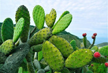 Load image into Gallery viewer, Nopal, Opuntia, prickly pear, cactus
