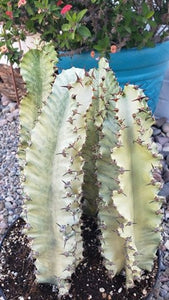 African Golden Candelabra, Euphorbia ammak