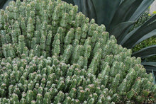 Load image into Gallery viewer, Resin Spurge, Euphorbia Resinifera, cactus, succulent
