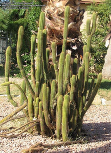 Golden Torch Cactus, Echinopsis Spachiana, Gold Torch, Cactus, Succulent, Live plant