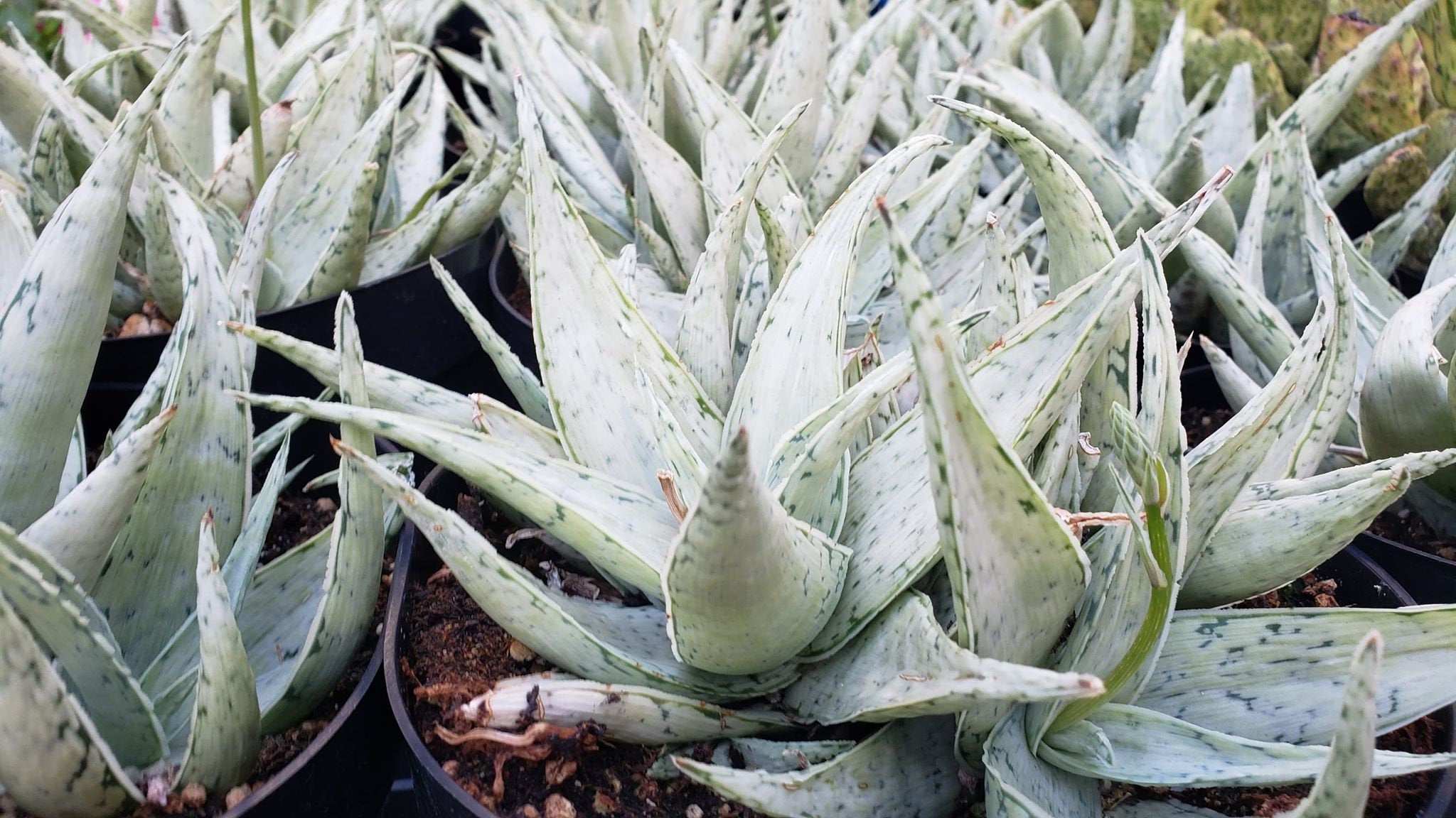 kissen aloe vera UNSER NATÜRLICHES: hERZtal Aloe Vera Memory-Schaum Kissen – Limarmo main image 1