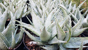 Snow Drift Aloe, Aloe, Live Plant, Succulent