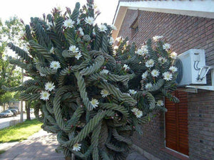 Spiral Cactus, Forbesii Spiralis, Cereus hildmannianus f. tortuosus,