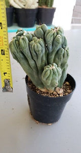 Ming Thing, Cereus Forbesii Monstrose