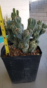 Ming Thing, Cereus Forbesii Monstrose