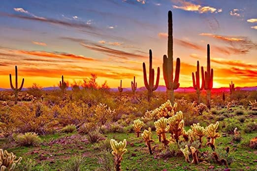 cactus soil near me Sonoran Soil, Organic Cactus Soil, cactus, succulent – Desert Noir