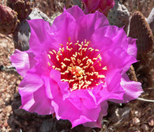Load image into Gallery viewer, Beavertail cactus, Beavertail prickly pear, Opuntia basilaris
