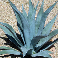 Load image into Gallery viewer, Blue Agave, Agave tequilana, Agave americana, Agave americana var. franzosinii
