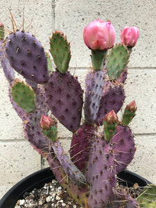 Santa Rita, Baby rita, rare purple dwarf cactus, Opuntia Basilaris, Prickly Pear, Amethyst Wave, cactus, succulent