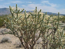 Load image into Gallery viewer, Pencil Cholla, Cylindropuntia ramosissima, cactus, succulent
