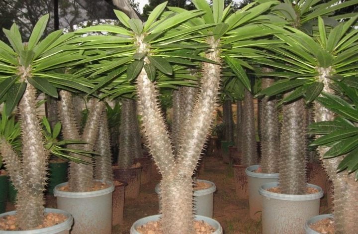 succulents from madagascar Madagascar Palm – Pachypodium lamerei Live Succulent Tree, Rare Spiny – Desert Noir