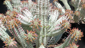 Euphorbia mammillaris variegata, Indian Corn Cob Catus, cactus, succulent, live plant