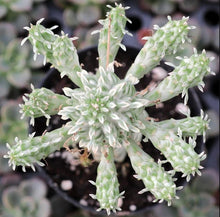Load image into Gallery viewer, Euphorbia mammillaris variegata, Indian Corn Cob Catus, cactus, succulent, live plant
