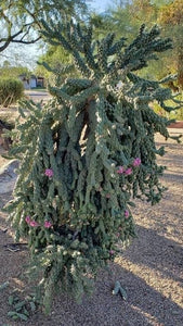 Cane Cholla, Cylindropuntia imbricata, cactus, succulent