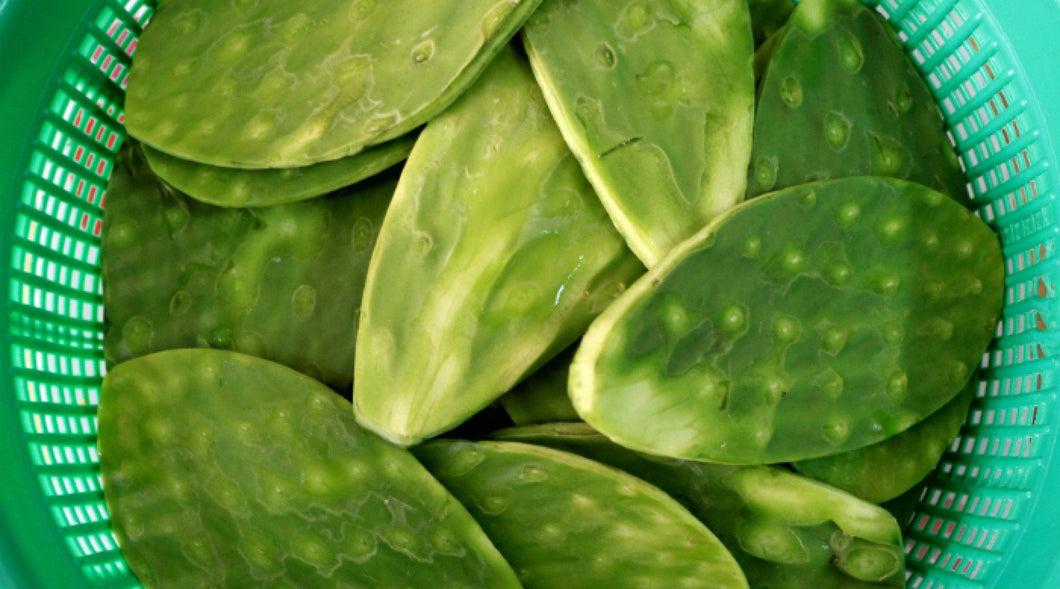 Nopal, Opuntia, prickly pear, cactus