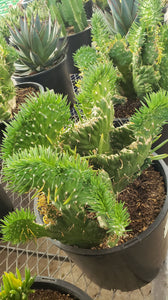 Crested Eve's Needle, Austrocylindropuntia subulata Cristata, crested cactus, cactus, succulent, live plant