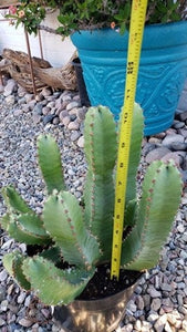 Resin Spurge, Euphorbia Resinifera, cactus, succulent