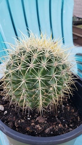round cactus succulent Echinocactus Grusonii Golden Barrel cactus Golden Barrel 8" container