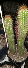 Load image into Gallery viewer, Golden Torch Cactus, Echinopsis Spachiana, Gold Torch, Cactus, Succulent, Live plant
