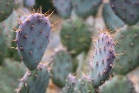 Santa Rita, Baby rita, rare purple dwarf cactus, Opuntia Basilaris, Prickly Pear, Amethyst Wave, cactus, succulent
