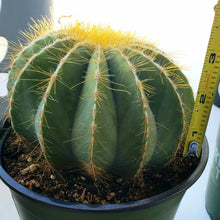 Load image into Gallery viewer, Balloon Cactus, Magnificus, Parodia magnifica
