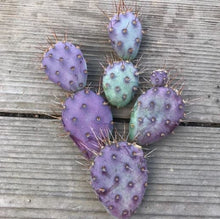 Load image into Gallery viewer, Santa Rita, Baby rita, rare purple dwarf cactus, Opuntia Basilaris, Prickly Pear, Amethyst Wave, cactus, succulent
