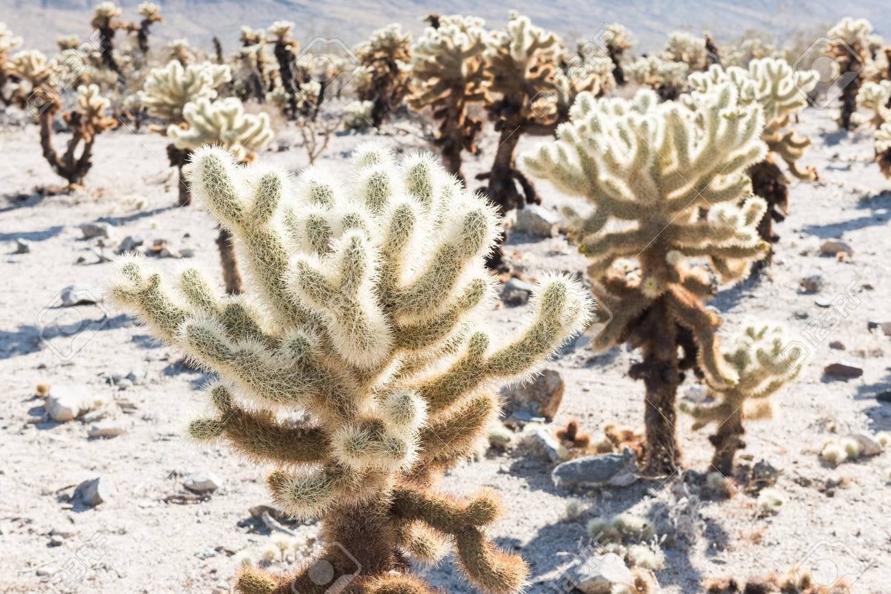 succulent teddy bear Teddy bear Cholla, Cylindropuntia Bigelovii, cactus, succulent, live p – Desert Noir