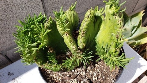 eve's needle succulent care Crested Eve's Needle, Austrocylindropuntia subulata Cristata, crested – Desert Noir