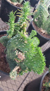 Crested Eve's Needle, Austrocylindropuntia subulata Cristata, crested cactus, cactus, succulent, live plant