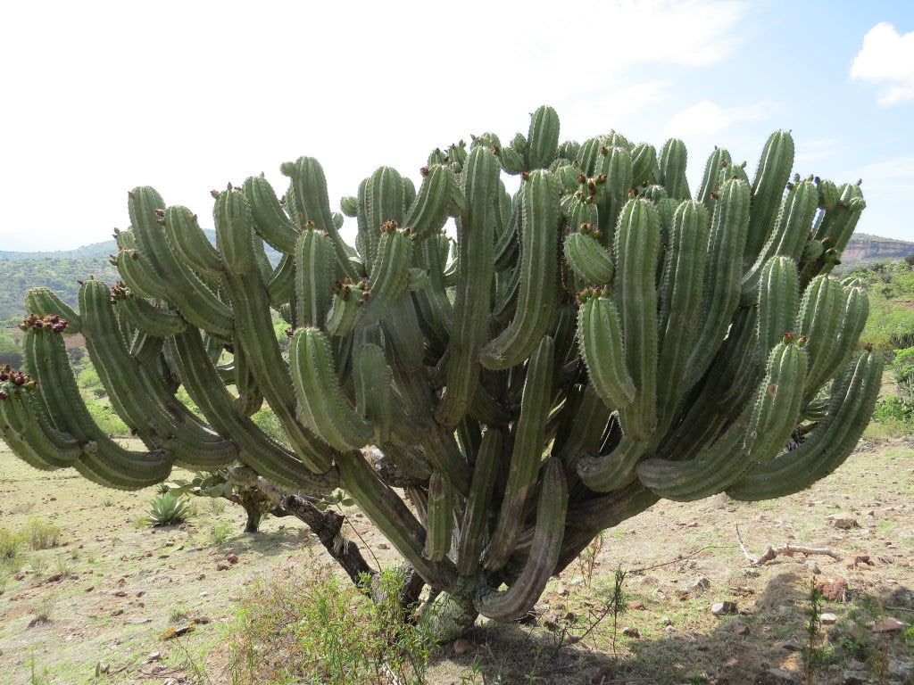 Polaskia Chichipe, Cactus, Succulent, Live plant  Desert Noir