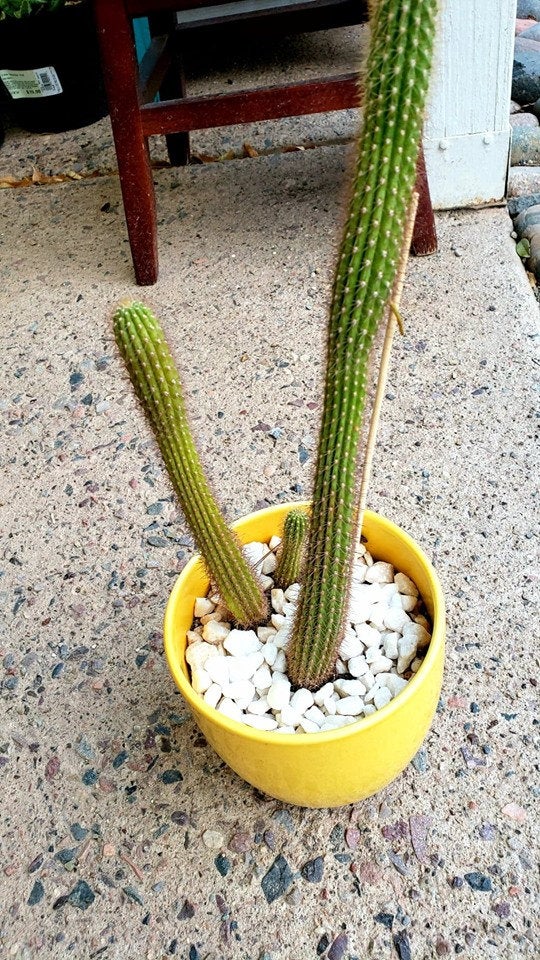 plant pot top dressing Larger Top Dressing Rock, Black/ White/ Natural, cactus, succulent, ga – Desert Noir