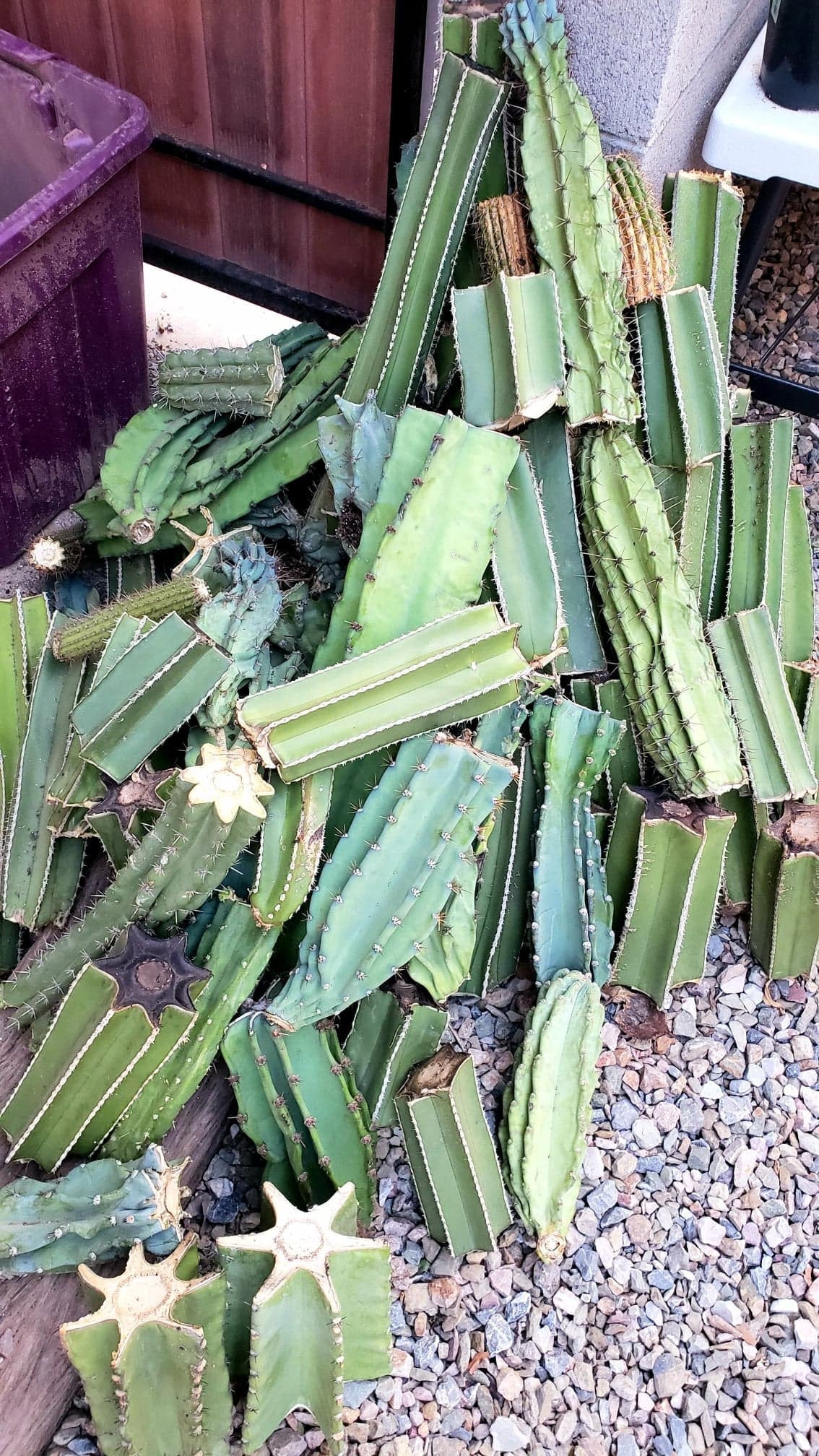 Cactus Cutting – Center Cut Cactus Live Succulent, Cacti Cutting Propa –  Desert Noir