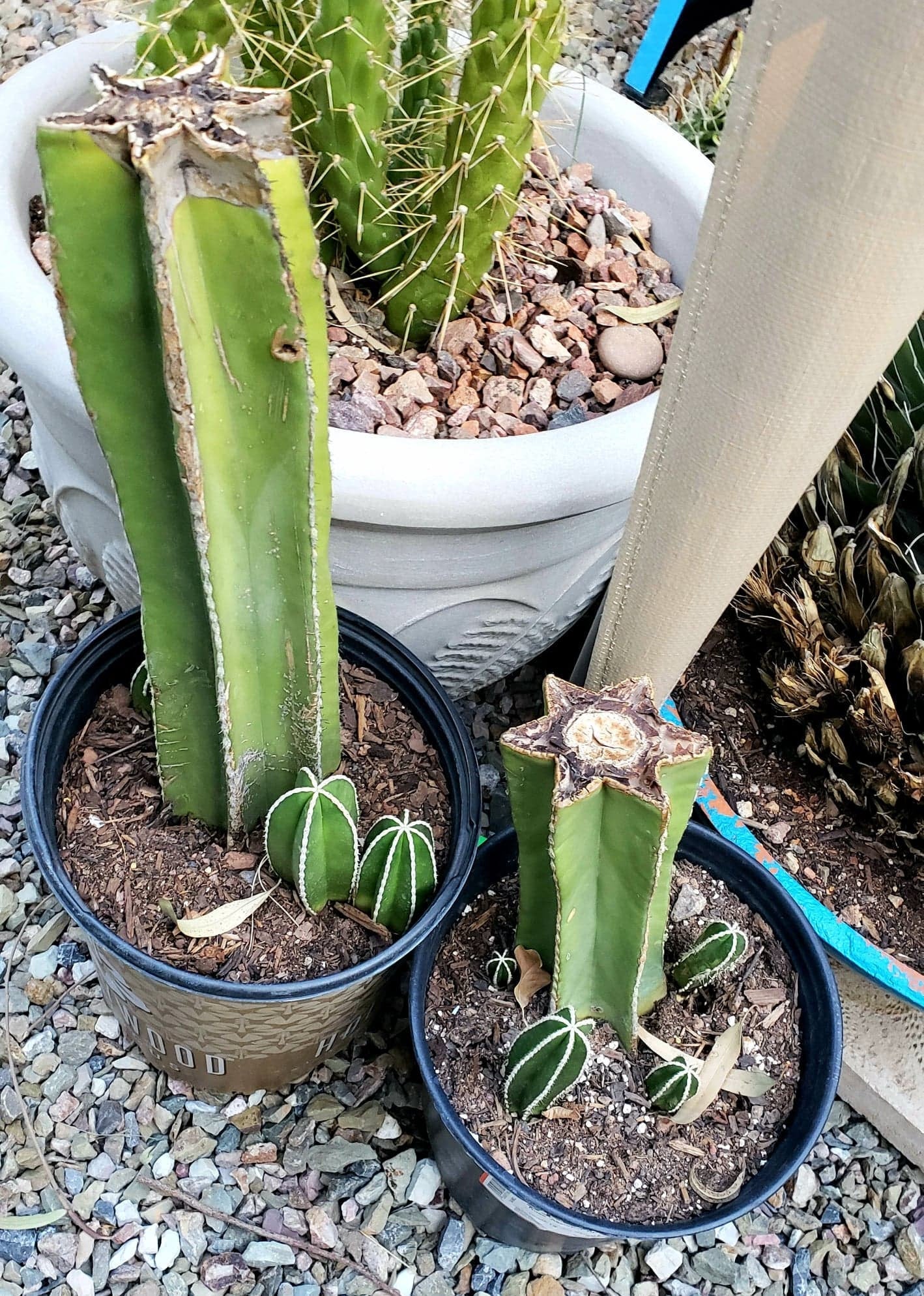 san pedro cactus cuttings Cactus Cutting – Center Cut Cactus Live Succulent, Cacti Cutting Propa – Desert Noir