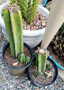 Center cut cactus (various)