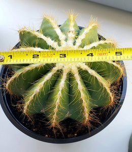 Balloon Cactus, Magnificus, Parodia magnifica